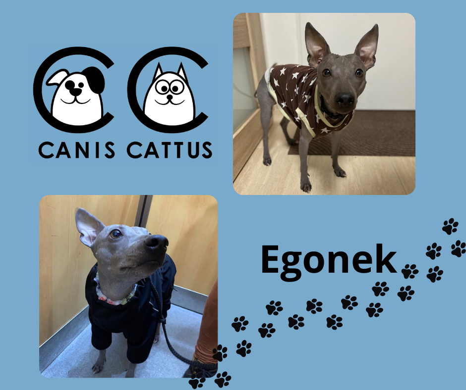 Hlídání koček, hlídání a venčení psů Praha Canis cattus Hlídání koček, hlídání a venčení psů Praha Canis cattus